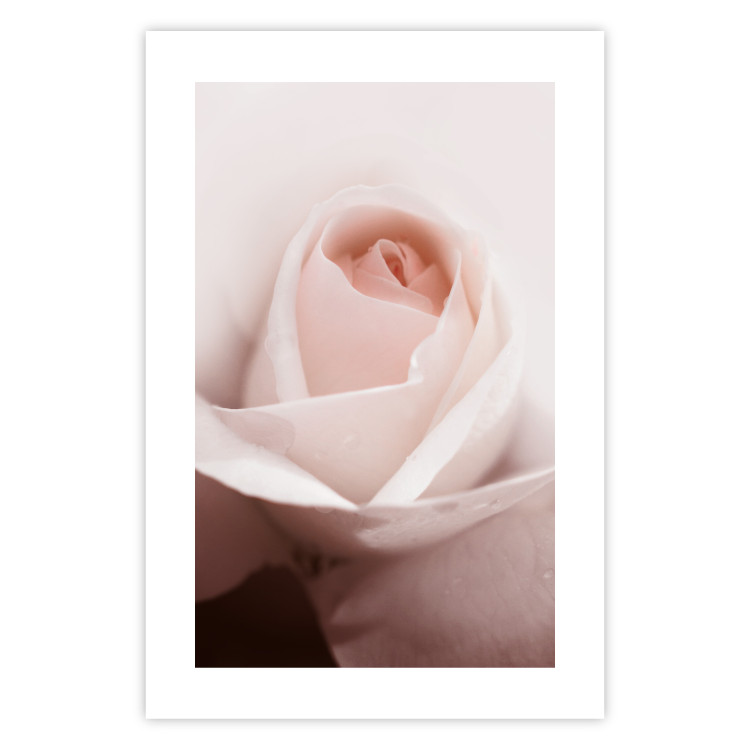Poster Level of Feelings - spring rose flower with subtly pink petals 126679 additionalImage 25