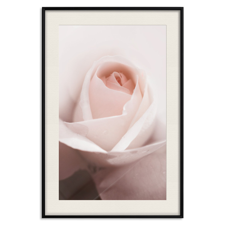 Poster Level of Feelings - spring rose flower with subtly pink petals 126679 additionalImage 19
