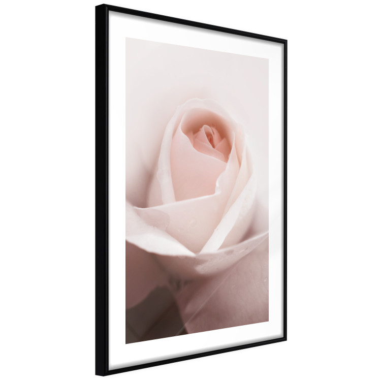 Poster Level of Feelings - spring rose flower with subtly pink petals 126679 additionalImage 2