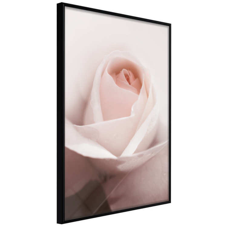 Poster Level of Feelings - spring rose flower with subtly pink petals 126679 additionalImage 13