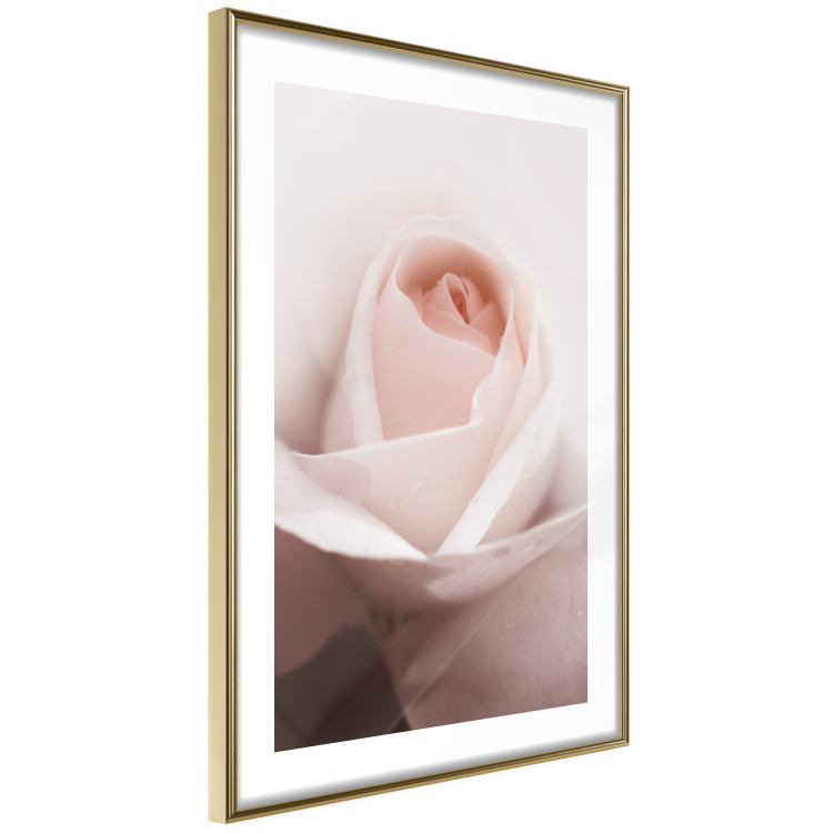 Poster Level of Feelings - spring rose flower with subtly pink petals 126679 additionalImage 8