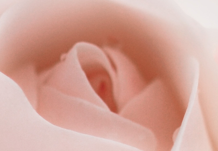 Poster Level of Feelings - spring rose flower with subtly pink petals 126679 additionalImage 11