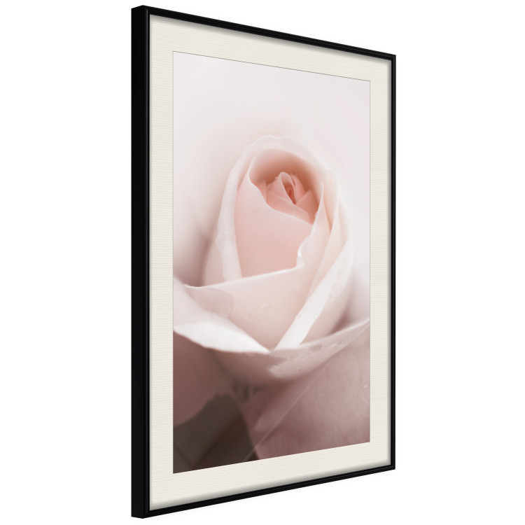 Poster Level of Feelings - spring rose flower with subtly pink petals 126679 additionalImage 4