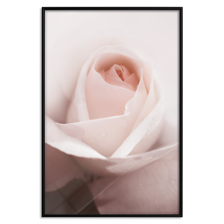 Poster Level of Feelings - spring rose flower with subtly pink petals 126679 additionalImage 16