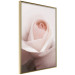 Poster Level of Feelings - spring rose flower with subtly pink petals 126679 additionalThumb 12