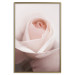 Poster Level of Feelings - spring rose flower with subtly pink petals 126679 additionalThumb 17