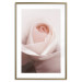 Poster Level of Feelings - spring rose flower with subtly pink petals 126679 additionalThumb 14