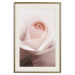 Poster Level of Feelings - spring rose flower with subtly pink petals 126679 additionalThumb 20