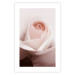 Poster Level of Feelings - spring rose flower with subtly pink petals 126679 additionalThumb 25