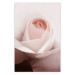 Poster Level of Feelings - spring rose flower with subtly pink petals 126679