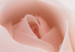 Poster Level of Feelings - spring rose flower with subtly pink petals 126679 additionalThumb 9