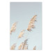 Wall Poster Feathery Transience - landscape of a sunny field from a frog's perspective 129479