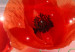 Large canvas print Stellar Poppies [Large Format] 132379 additionalThumb 5
