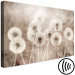 Canvas Art Print Fluffy Dandelions (1-piece) - flowers in shades of brown 145279 additionalThumb 6