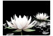 Photo Wallpaper Beauty of Plants - Floating White Water Lilies on a Black Background 60179 additionalThumb 1