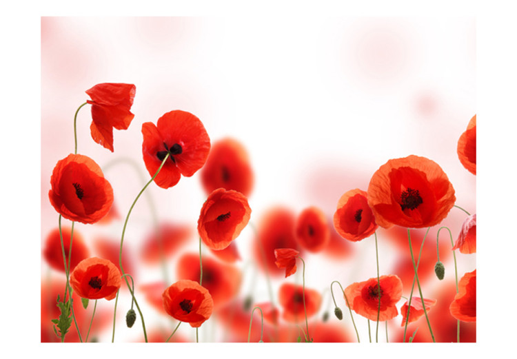 Wall Mural Poppies - Modern Abstraction of Red Poppies on a Contrasting Background 60379 additionalImage 1