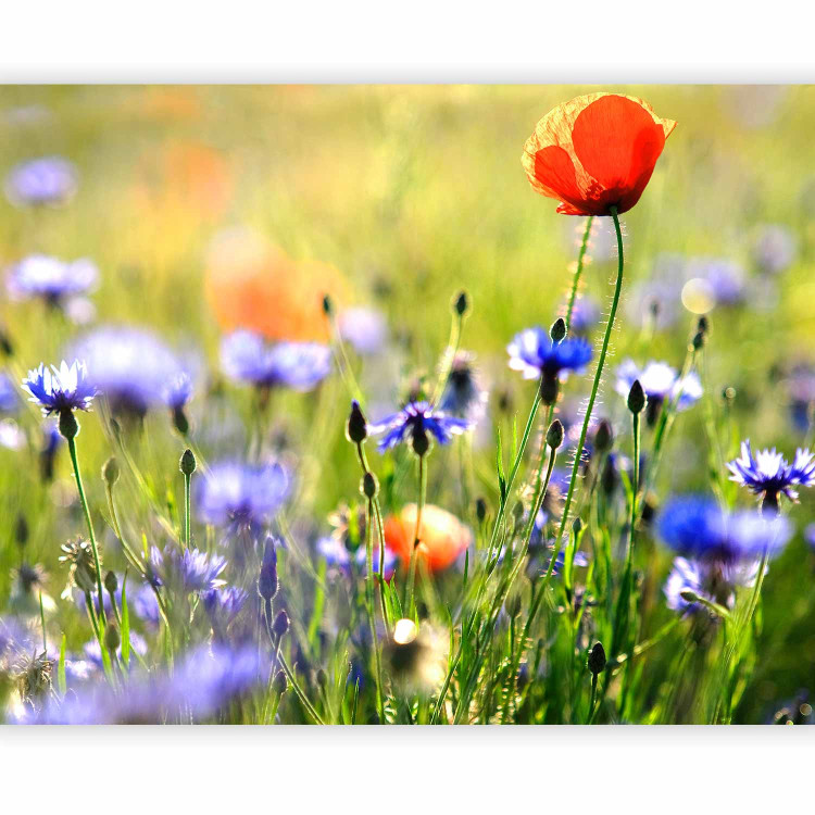 Wall Mural Meadow - Cornflowers and Macro Shot of Flowers on a Blurred Meadow Background 60479 additionalImage 5