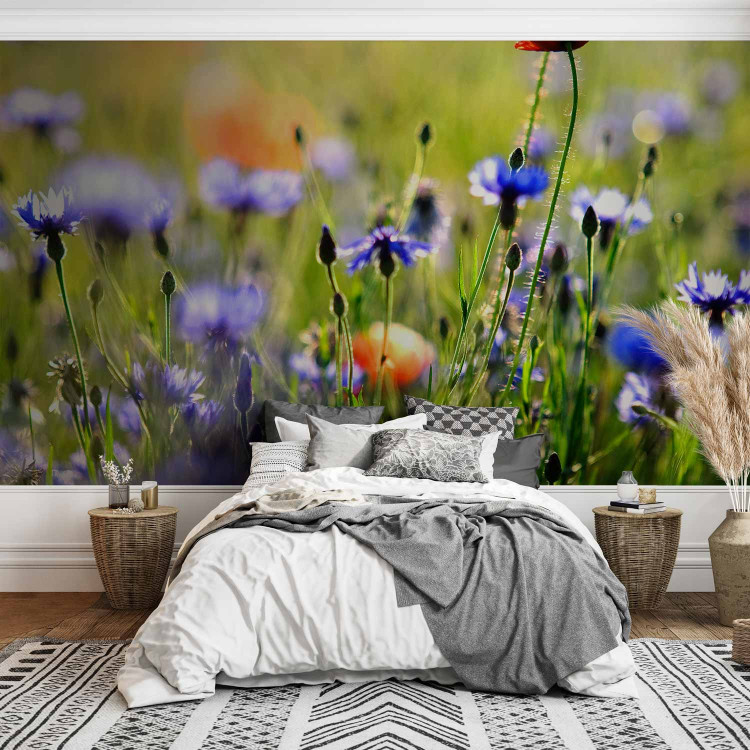 Wall Mural Meadow - Cornflowers and Macro Shot of Flowers on a Blurred Meadow Background 60479 additionalImage 2