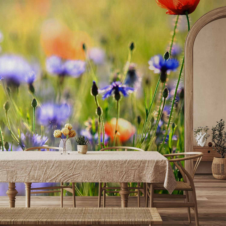 Wall Mural Meadow - Cornflowers and Macro Shot of Flowers on a Blurred Meadow Background 60479 additionalImage 6