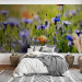 Wall Mural Meadow - Cornflowers and Macro Shot of Flowers on a Blurred Meadow Background 60479 additionalThumb 2