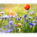 Wall Mural Meadow - Cornflowers and Macro Shot of Flowers on a Blurred Meadow Background 60479 additionalThumb 1