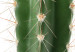 Wall Poster Living Cactus - funny green prickly plant with eyes on a white background 116889 additionalThumb 10
