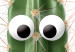 Wall Poster Living Cactus - funny green prickly plant with eyes on a white background 116889 additionalThumb 9