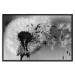 Poster Fleeing Memory - black and white composition with scattered dandelions 118289 additionalThumb 17