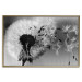 Poster Fleeing Memory - black and white composition with scattered dandelions 118289 additionalThumb 16