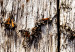 Poster Timeless Tale - texture of wooden planks with brown dust 124489 additionalThumb 11