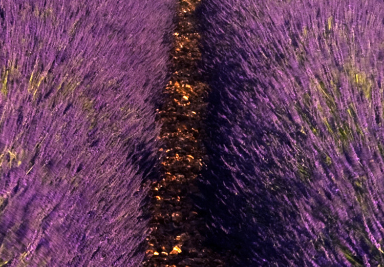 Large canvas print Lavender Field [Large Format] 125589 additionalImage 4