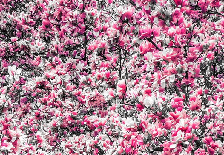 Canvas Print Magnolia Park (1-part) wide - pink flowers in a gray setting 128789 additionalImage 5