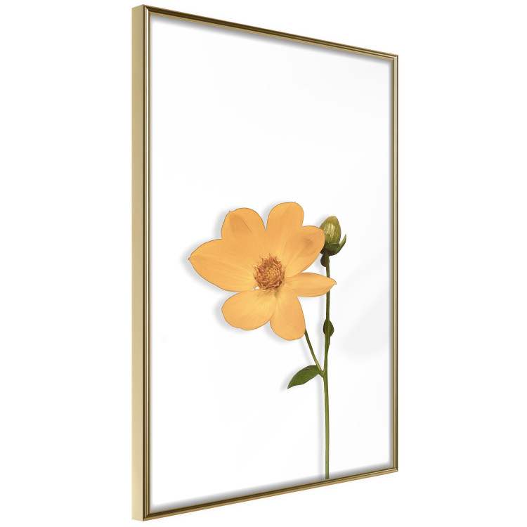 Poster Lovely Flower - a plant with a yellow flower on a uniform white background 130789 additionalImage 12