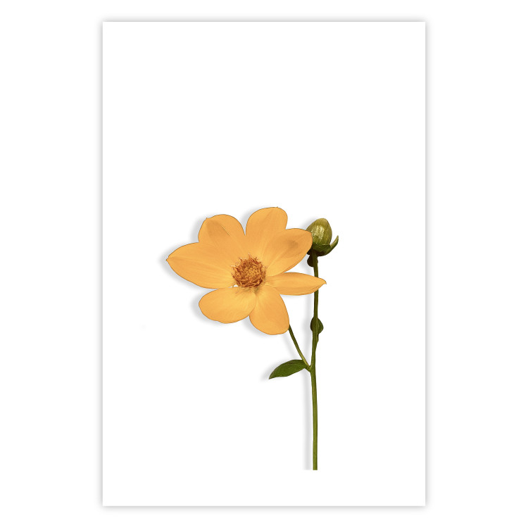 Poster Lovely Flower - a plant with a yellow flower on a uniform white background 130789 additionalImage 14