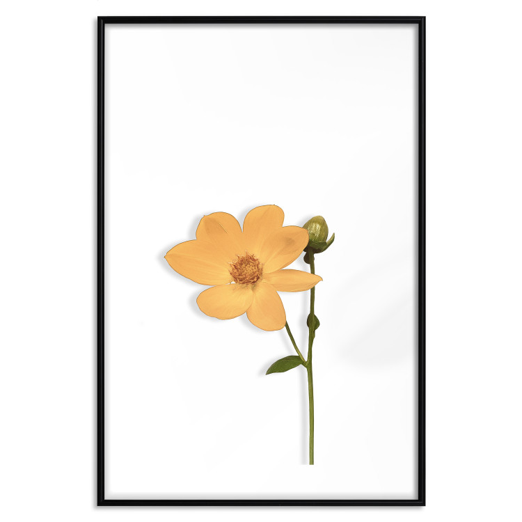 Poster Lovely Flower - a plant with a yellow flower on a uniform white background 130789 additionalImage 17