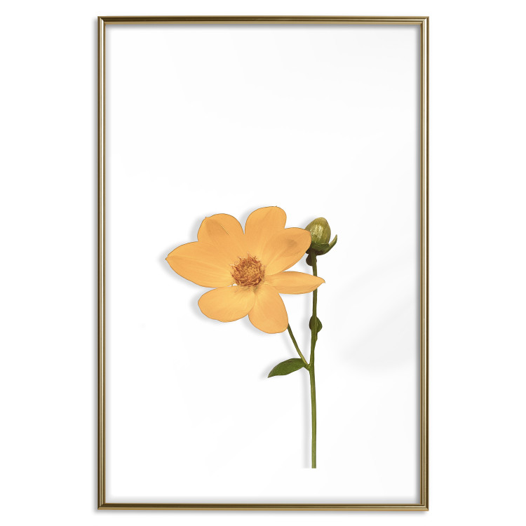 Poster Lovely Flower - a plant with a yellow flower on a uniform white background 130789 additionalImage 20