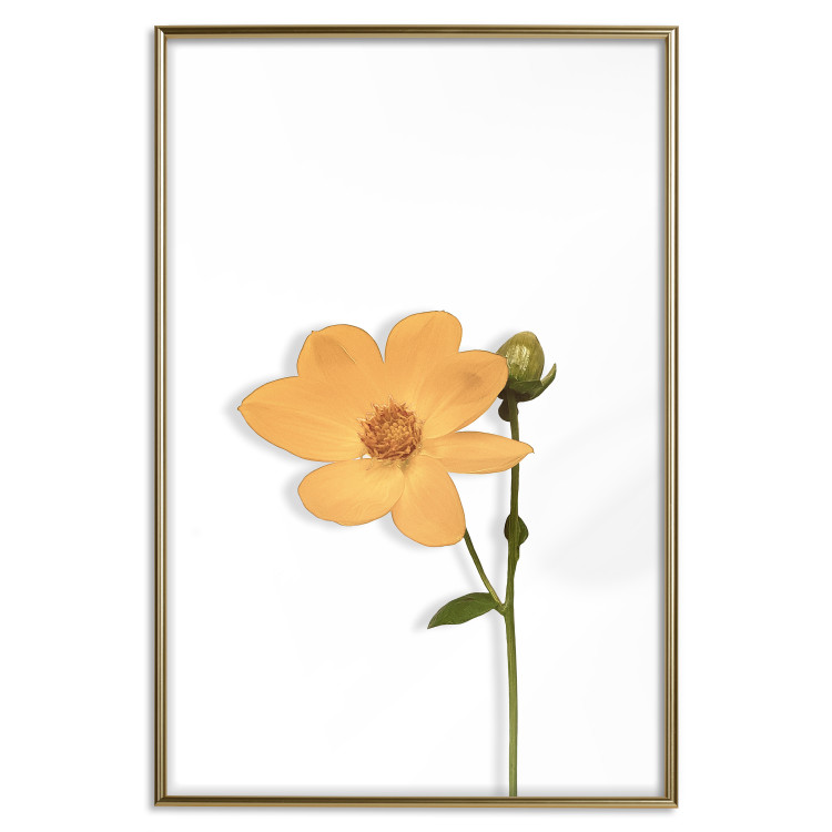 Poster Lovely Flower - a plant with a yellow flower on a uniform white background 130789 additionalImage 18