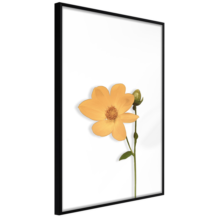 Poster Lovely Flower - a plant with a yellow flower on a uniform white background 130789 additionalImage 11