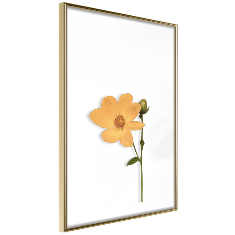 Poster Lovely Flower - a plant with a yellow flower on a uniform white background 130789 additionalImage 7