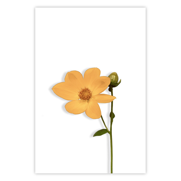 Poster Lovely Flower - a plant with a yellow flower on a uniform white background 130789