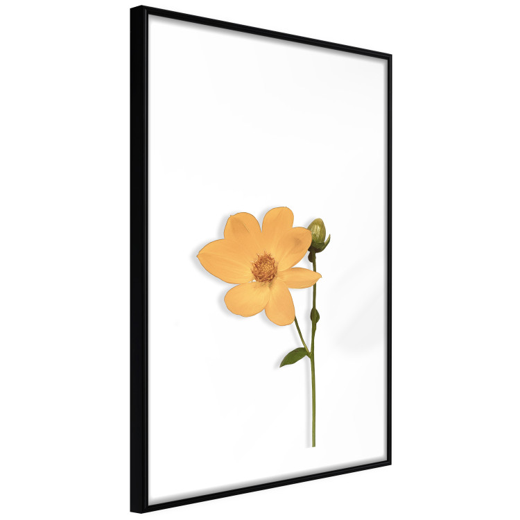 Poster Lovely Flower - a plant with a yellow flower on a uniform white background 130789 additionalImage 6