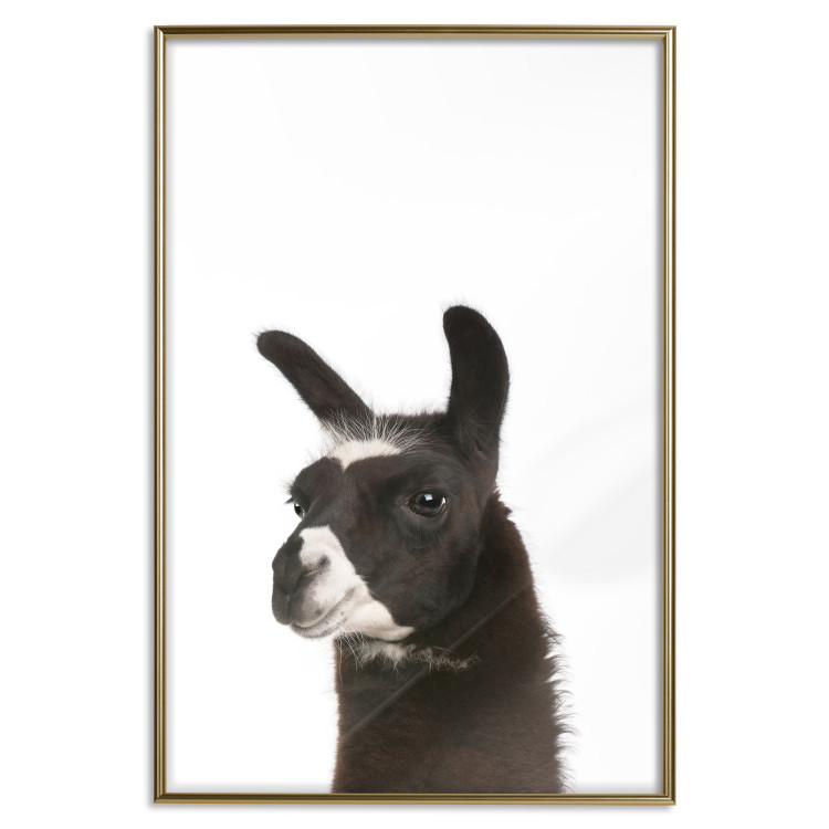 Poster Llama - composition for children with a black and white furry animal 114399 additionalImage 16