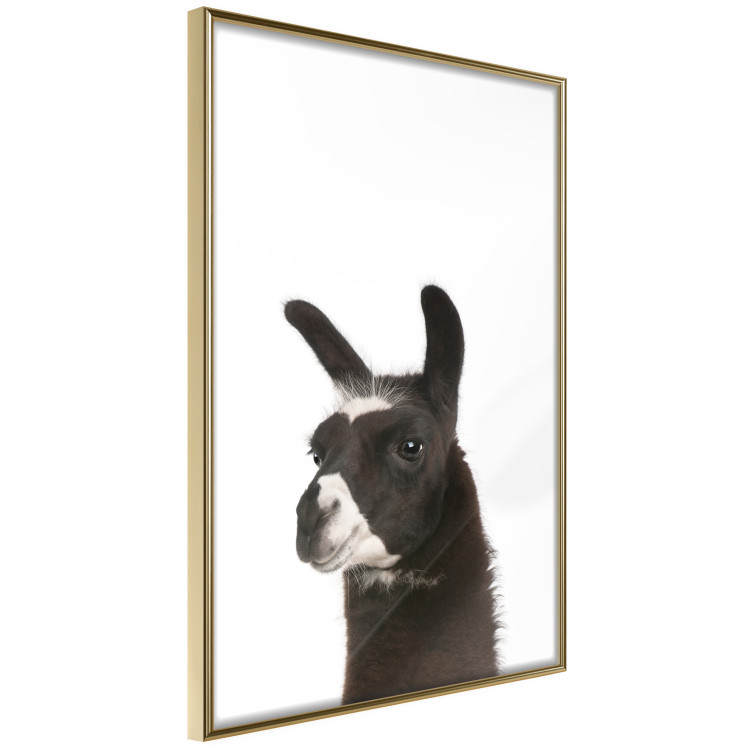 Poster Llama - composition for children with a black and white furry animal 114399 additionalImage 12