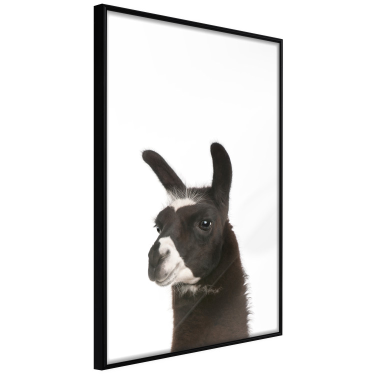 Poster Llama - composition for children with a black and white furry animal 114399 additionalImage 10
