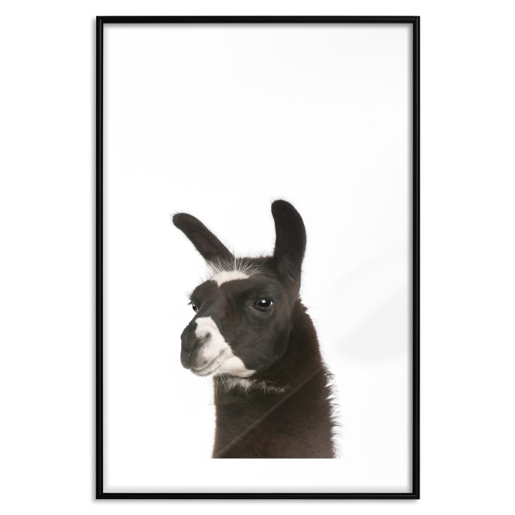Poster Llama - composition for children with a black and white furry animal 114399 additionalImage 15