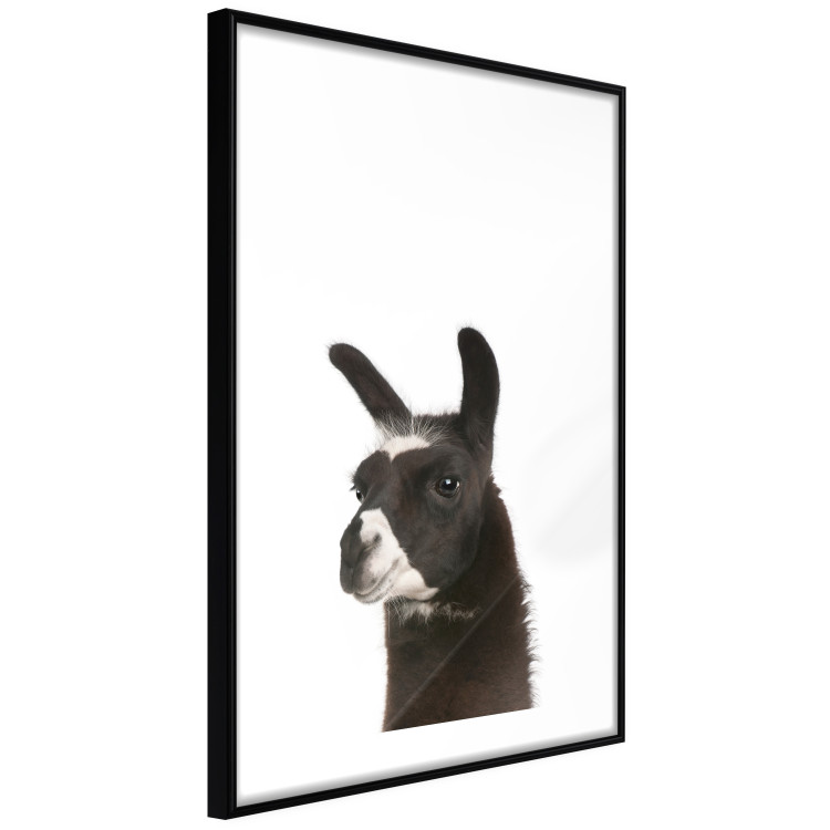 Poster Llama - composition for children with a black and white furry animal 114399 additionalImage 11