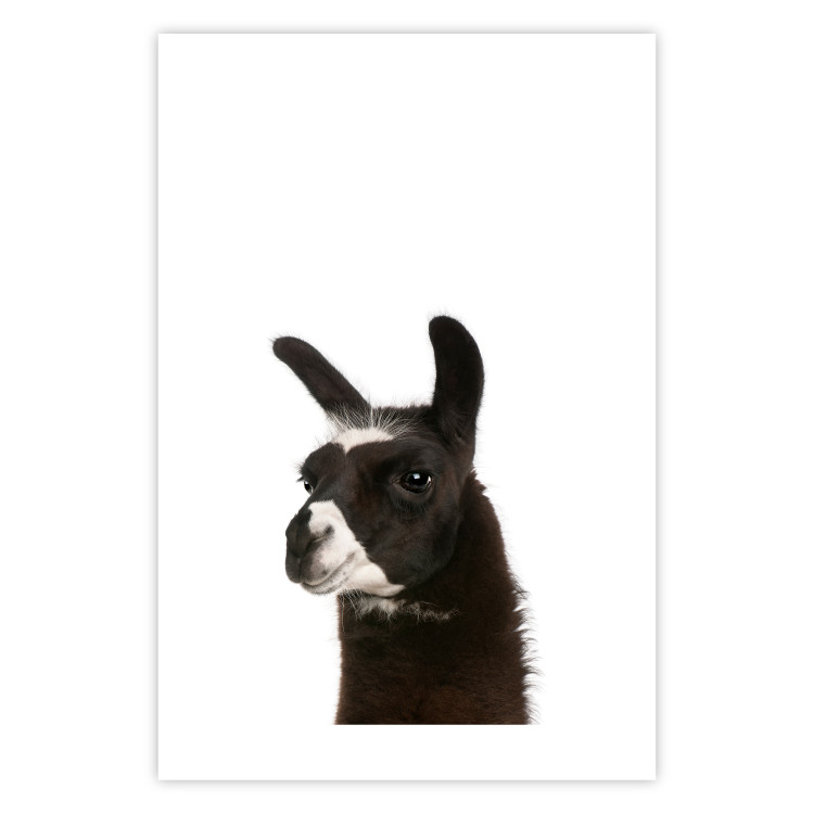 Poster Llama - composition for children with a black and white furry animal 114399 additionalImage 19