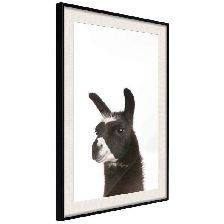 Poster Llama - composition for children with a black and white furry animal 114399 additionalImage 3