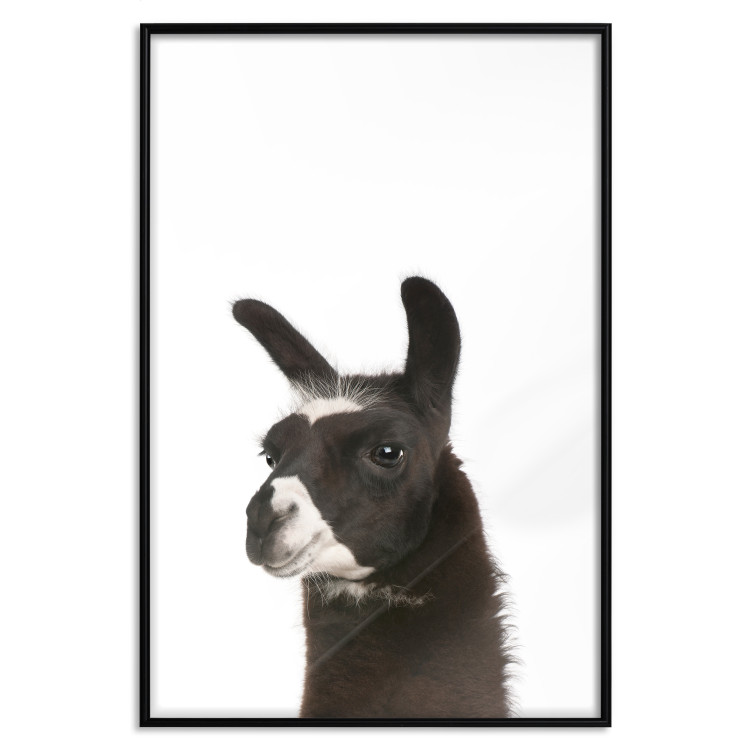 Poster Llama - composition for children with a black and white furry animal 114399 additionalImage 18