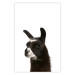 Poster Llama - composition for children with a black and white furry animal 114399